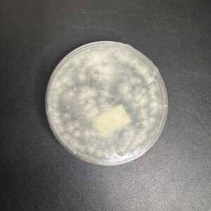 Colonized Melmac Agar Plate